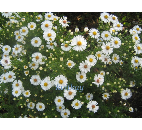 Айстра осіння Араміс Уайт  ( Aster tongolensis Aramis White)